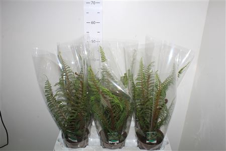<h4>Cyathea Tomentosissi</h4>