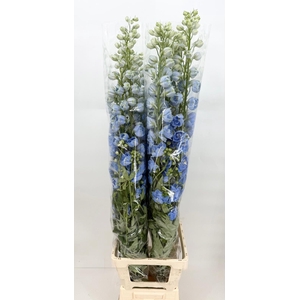 Delphinium Centurion Skyblue