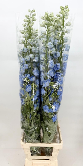 <h4>Delphinium Centurion Skyblue</h4>