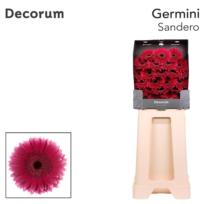 <h4>Germini Sandero Diamond</h4>