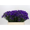 Limonium Navy Sun Birds