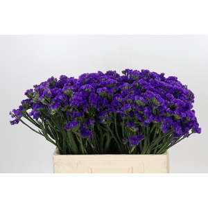 Limonium Navy Sun Birds