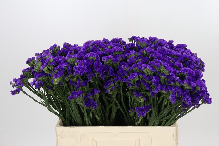 Limonium Navy Sun Birds