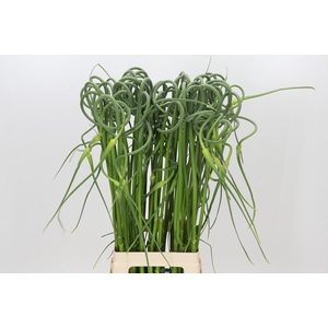 Allium Sativum Ophioscorodon