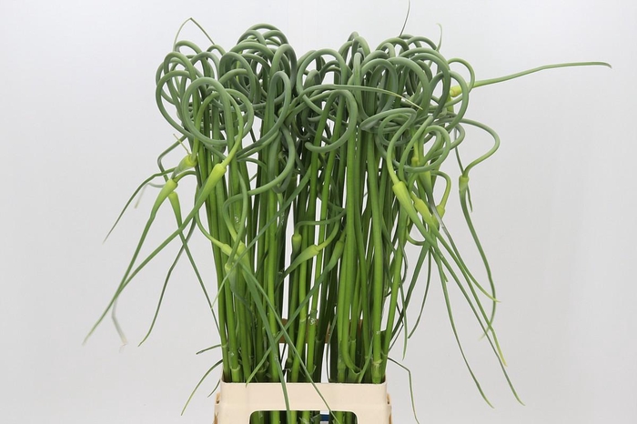 <h4>Allium Sativum Ophioscorodon</h4>