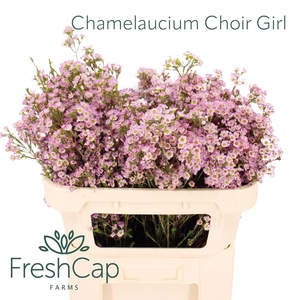 Chamelaucium Choir Girl