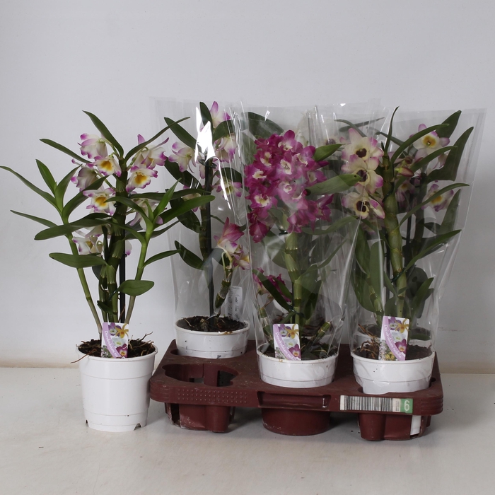 <h4>DEND NOBILE</h4>