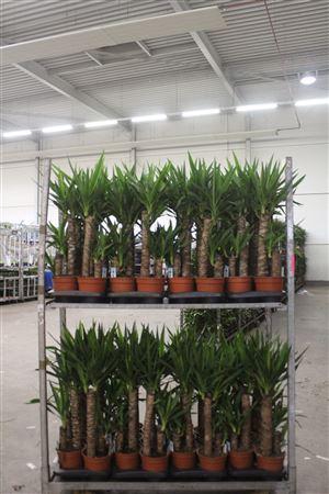 <h4>Yucca 45-20 Cm</h4>