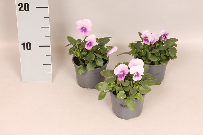 (X) Viola cornuta F1 Pink Lavender