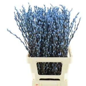 SALIX  SN FLA KLB H%