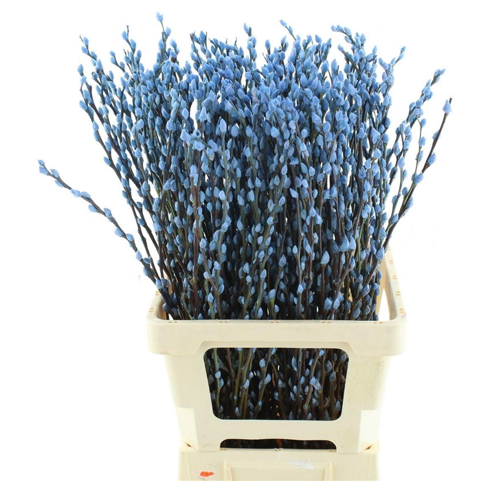 <h4>SALIX  SN FLA KLB H%</h4>