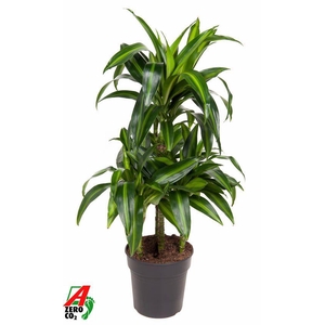 Dra Fr Hawaiian Sunshine Carrousel