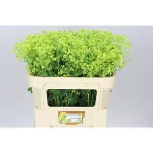 Alchemilla Robustica Ex