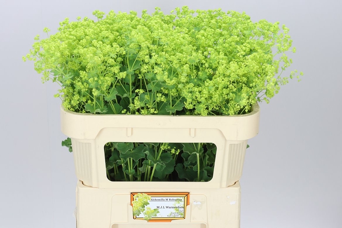 <h4>Alchemilla Robustica Ex</h4>