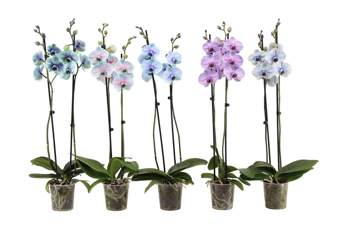 <h4>Phalaenopsis ...</h4>