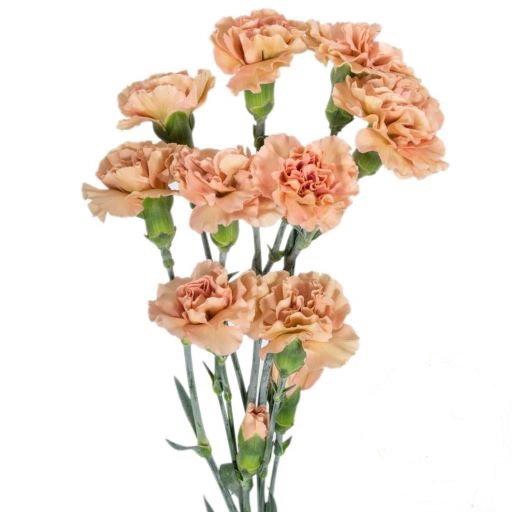 <h4>DI TR ESTACION</h4>