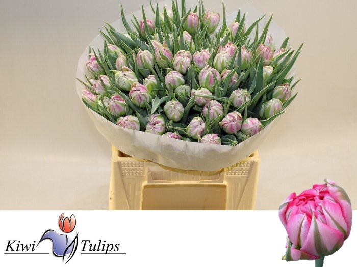 <h4>TU DU FLASH POINT</h4>