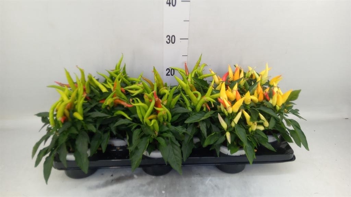 <h4>Capsicum annuum 'Joker'</h4>