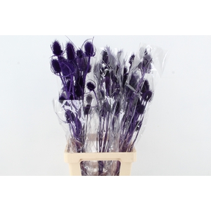 DF Dipsacus Purple Bs 130g