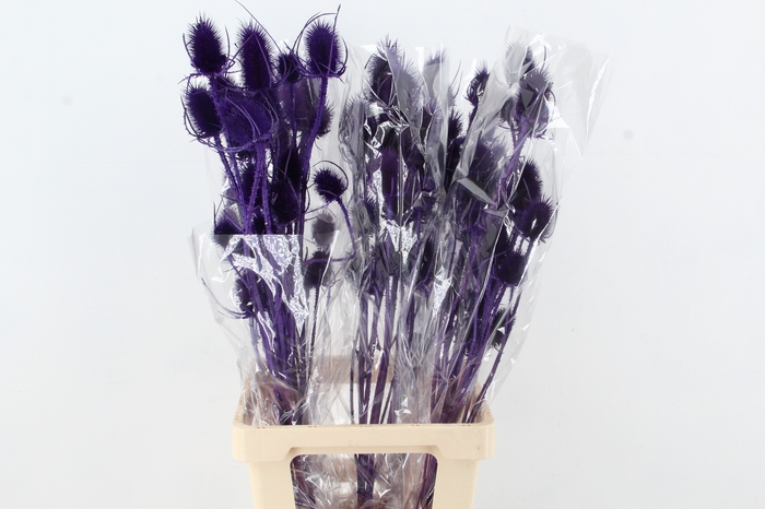 <h4>DF Dipsacus Purple Bs 130g</h4>