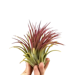 tillandsia ionantha rood xl