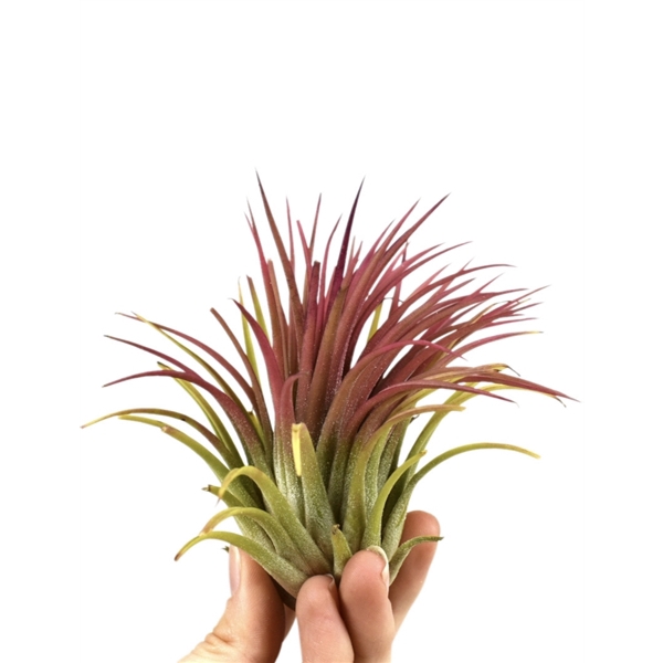 <h4>tillandsia ionantha rood xl</h4>