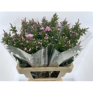 Phlox Sweet Lexy Hogenboom