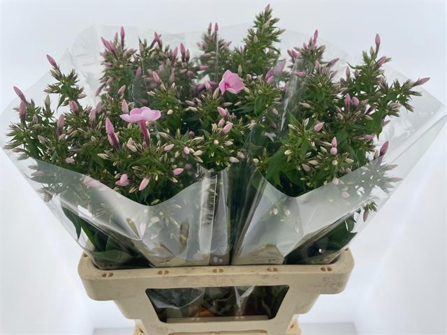 <h4>Phlox Sweet Lexy Hogenboom</h4>