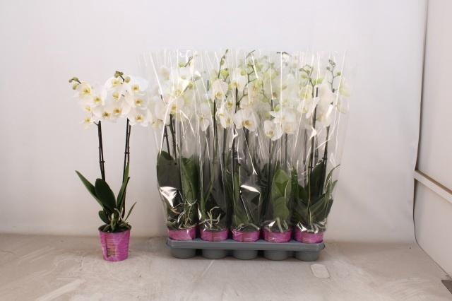 <h4>PHAL OV WIT</h4>