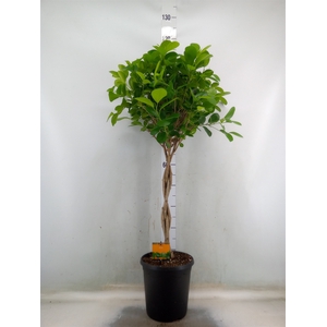 Ficus microcarpa 'Moclame'