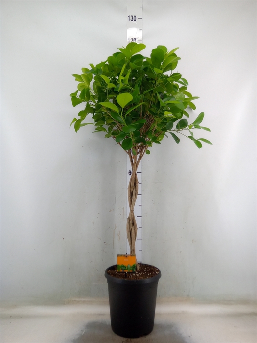 <h4>Ficus microcarpa 'Moclame'</h4>