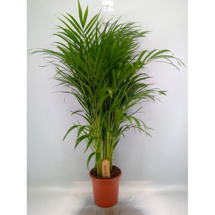 <h4>Dypsis lutescens   ...Chrysalidoca</h4>