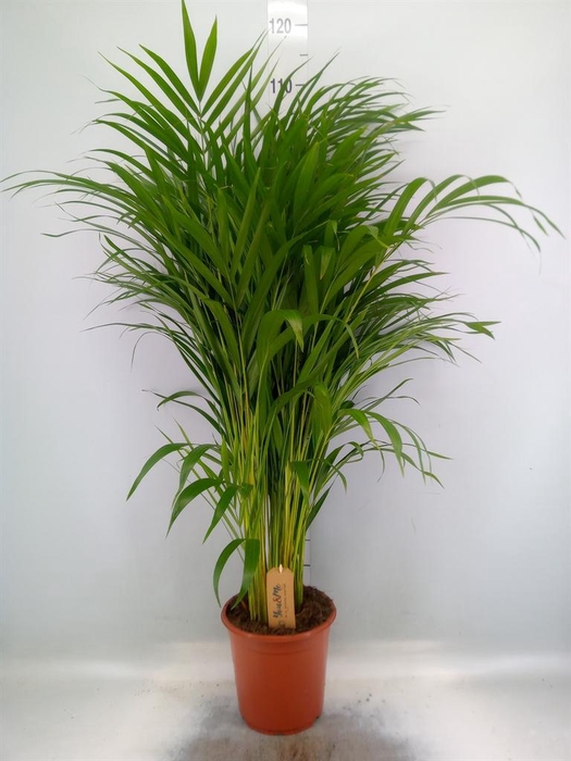 <h4>Dypsis lutescens   ...Chrysalidoca</h4>