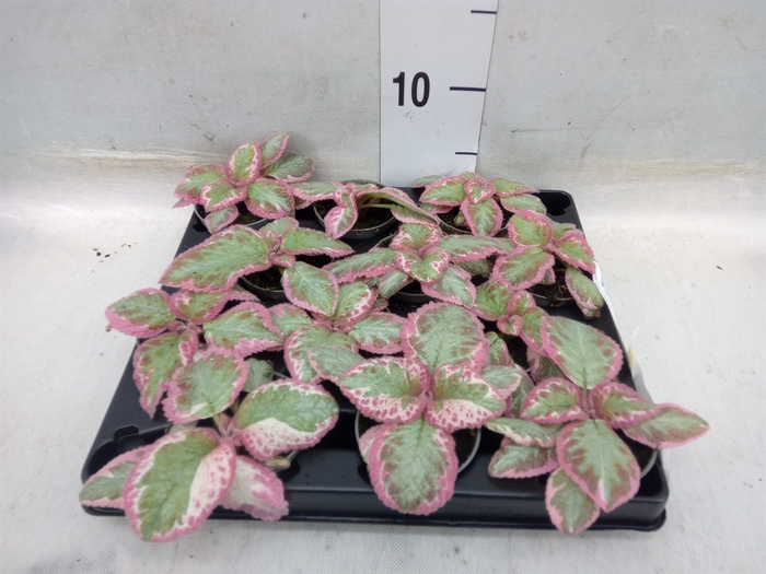 <h4>Episcia   ...</h4>