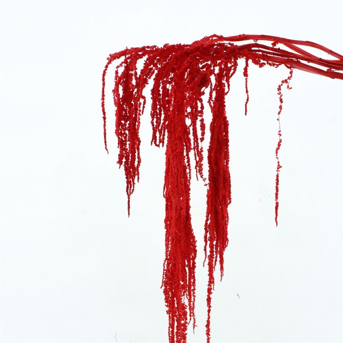 <h4>Pres Amaranthus Bleached Red</h4>