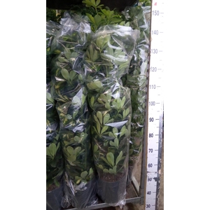 Schefflera arbor. 'Gold Capella'