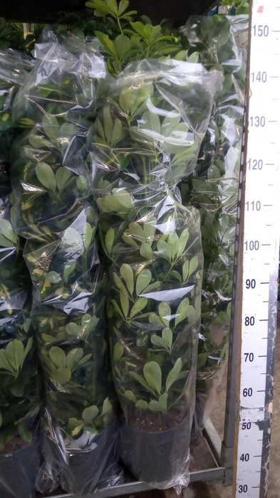 <h4>Schefflera arbor. 'Gold Capella'</h4>