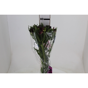 ALSTROEMERIA POMPEII 080 CM
