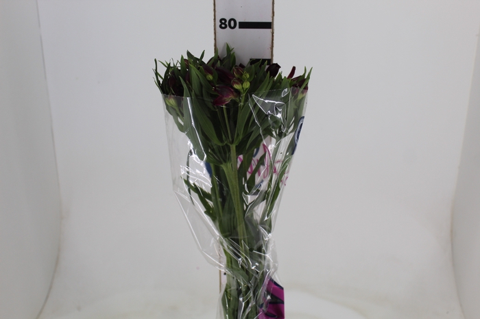 <h4>ALSTROEMERIA POMPEII 080 CM</h4>