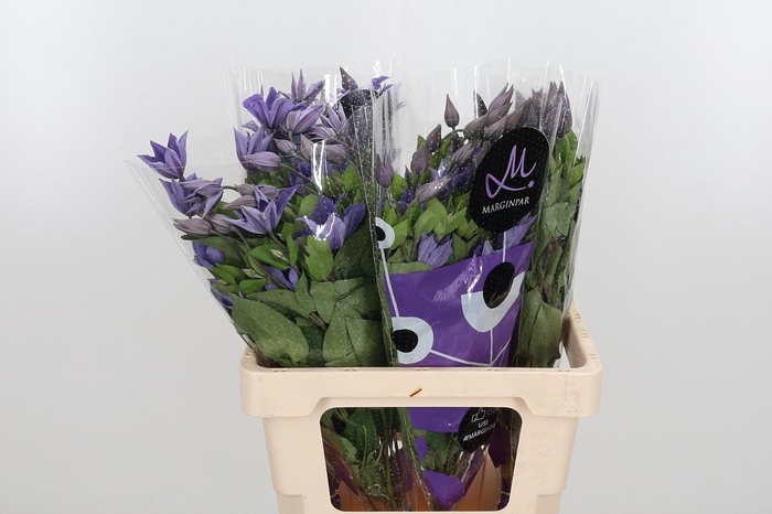 <h4>Clem Amazing Sofia</h4>