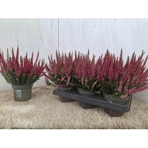 CALLU BL SABINE