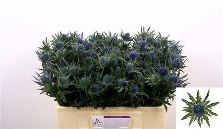 <h4>Eryngium Aquarius Qstar 50cm X40</h4>