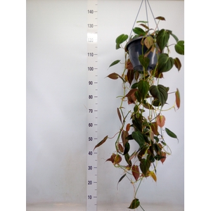 Philodendron scand. subsp. micans