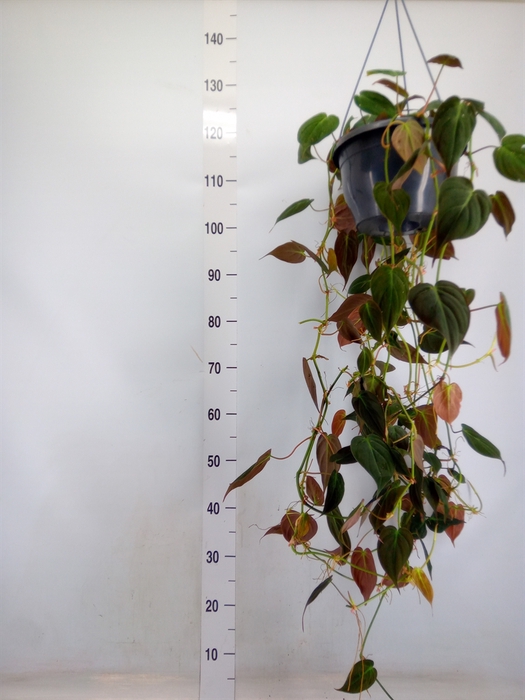 <h4>Philodendron scand. subsp. micans</h4>