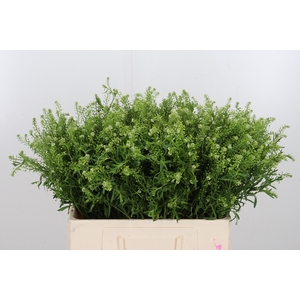 Lepidium Vir. Gwelo Green
