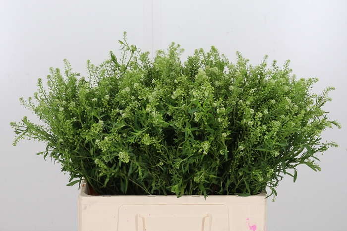 <h4>Lepidium Vir. Gwelo Green</h4>