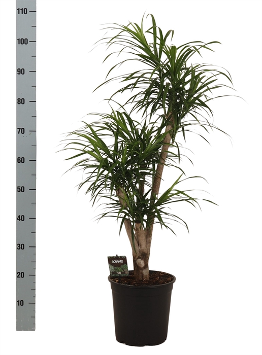 Dracaena refl. 'Anita'