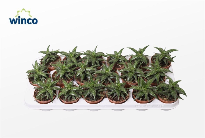 <h4>Aloe Jucunda</h4>