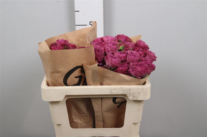 <h4>R Tr Rainy Day</h4>