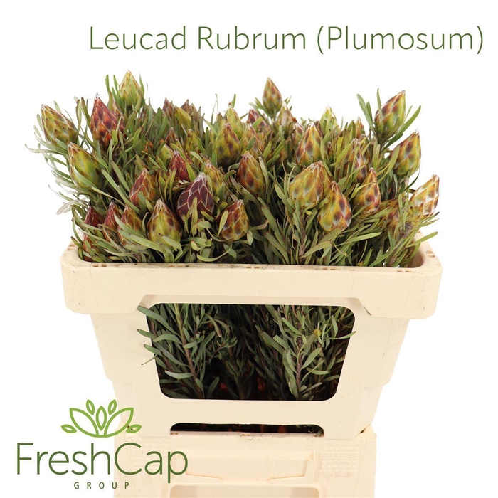 <h4>Leucadendron rubrum</h4>